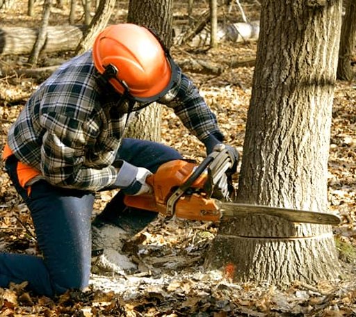 Tree Removal in Millville, MA